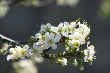 tree flowers