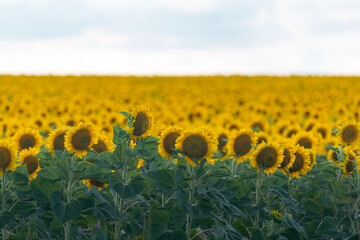 Obraz premium Yellow field of big sunflowers under the blue sky. Countryside. Agriculture