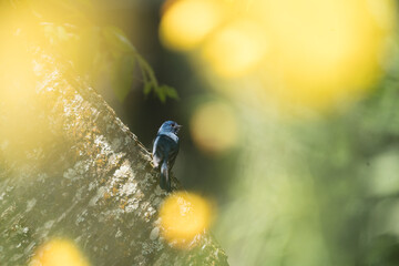 The Nilgiri flycatcher (Eumyias albicaudatus) is an Old World flycatcher with a very restricted range in the hills of southern India. It was formerly referred to as the Nilgiri verditer flycatcher.