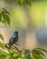 The Nilgiri flycatcher (Eumyias albicaudatus) is an Old World flycatcher with a very restricted range in the hills of southern India. It was formerly referred to as the Nilgiri verditer flycatcher.
