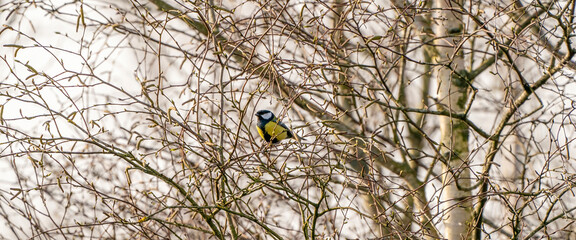 Great tit, Parus major, black and yellow passerine bird sitting on a branch. Cover, Panorama, social media or Webbanner