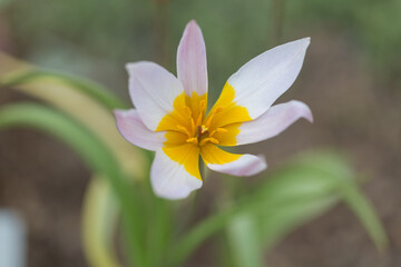 Close up of a Tulipa saxatilis blossom. Long white - yellow colored petais.
