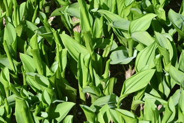 green leaves background