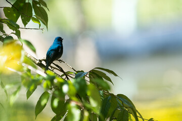 The Nilgiri flycatcher (Eumyias albicaudatus) is an Old World flycatcher with a very restricted range in the hills of southern India. It was formerly referred to as the Nilgiri verditer flycatcher.