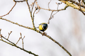 Great tit, Parus major, black and yellow passerine bird sitting on a branch. Eat a butterfly and play with the insect