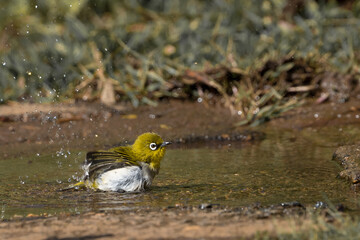 The Indian white-eye (Zosterops palpebrosus), formerly the Oriental white-eye, is a small passerine bird. resident breeder in open woodland on the Indian subcontinent.
