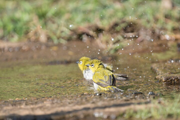 The Indian white-eye (Zosterops palpebrosus), formerly the Oriental white-eye, is a small passerine bird. resident breeder in open woodland on the Indian subcontinent.