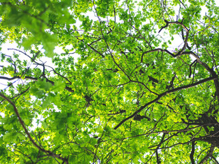 The green and fresh background of the young spring leaves of the oak tree. Selective focus. Blurred background.