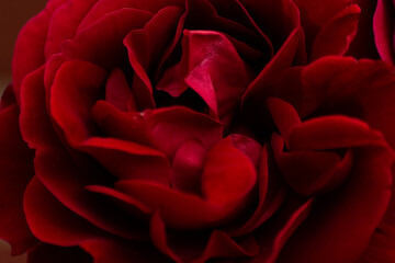 Red rose