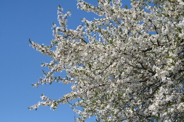 blossom in spring