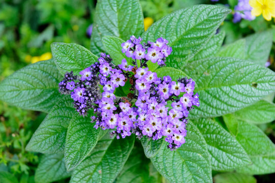 purple flowers in the garden - Peruvian heliotrope