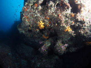 Scuba Diving Malta Gozo Comino