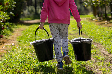 child carrying buckets full of red apples that have been picked from the apple trees on apple farm