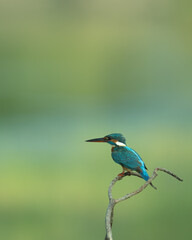 Kingfishers or Alcedinidae are a family of small to medium-sized, brightly colored birds in the order Coraciiformes. They have a cosmopolitan distribution,