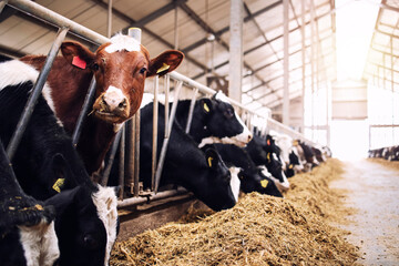 Group of cows at cowshed eating hay or fodder on dairy farm.