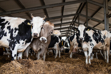Cows at domestic animal farm for meat or milk production and husbandry.