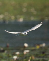 Sea Gull in Flying Mode Green Background
