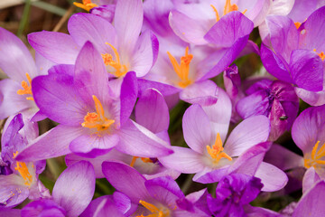 Obraz na płótnie Canvas Violet flower background. saffron flower macro, close up