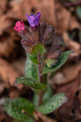 Pulmonaria australis plant in forest, macro	