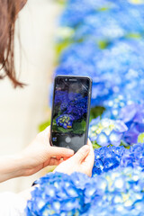 スマートフォンで紫陽花を撮る