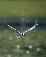 Sea Gull in Flying Mode Green Background