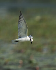 Sea Gull in Flying Mode Green Background