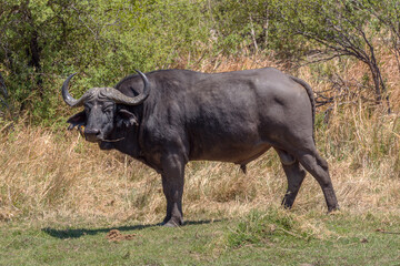 African buffalo, Syncerus caffer, in the dry grass of the Okavango Delta, Botswana