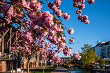 cherry blossom festival