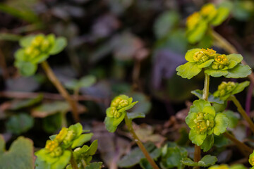 Chrysosplenium alternifolium plant growing in forest	