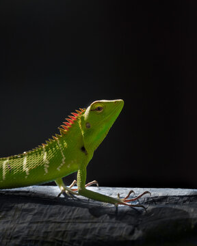 Beautiful garden lizard close up image.Calotes is a genus of lizards in the draconine clade of the family Agamidae