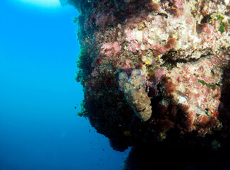 Scuba Diving Malta Gozo Comino