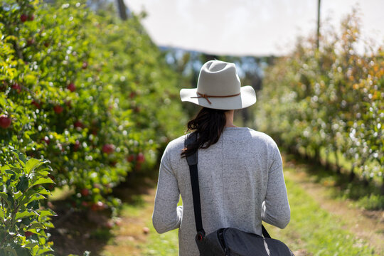 Woman photographer from behind with digital camera at an apple tree farm taking photos