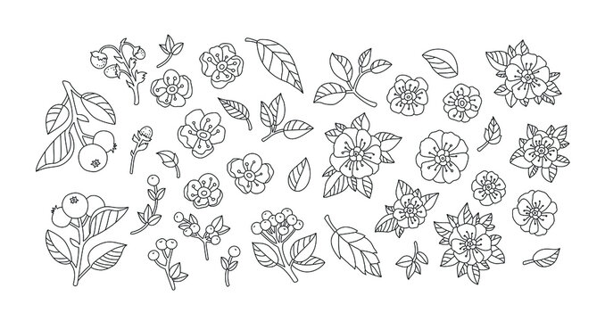 Wild flowers, berries, fruits isolated. Set collection. Vector artwork. Vintage style. Coloring book page. Black and white. Bohemian concept for wedding invitation card. Print, poster, wallpaper