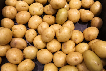 Potatoes fresh raw unpeeled, whole, many piled in bulk, in food market.