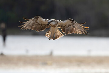 Osprey with wings spread hovering