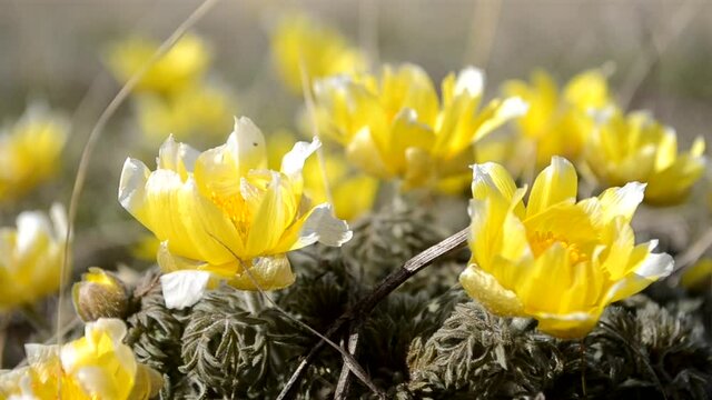 Wildflowers, Adonis spring. The first flowers of spring, the beginning of a new life. The concept of a bright new, yellow life.