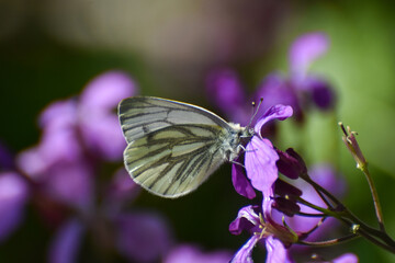 The green-veined white (Pieris napi) butterfly on wildflower. Natural background, big white butterfly on pink flower