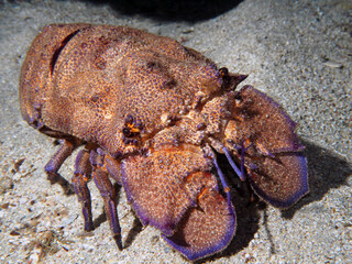 Scuba Diving Malta Gozo Comino