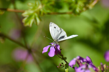 The green-veined white (Pieris napi) butterfly on wildflower. Natural background, big white butterfly on pink flower
