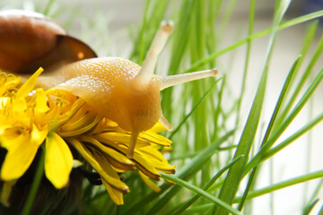 A snail on a yellow dandelion in the green grass. Grape snail close-up. Macro