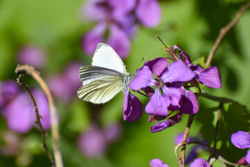 The green-veined white (Pieris napi) butterfly on wildflower. Natural background, big white butterfly on pink flower