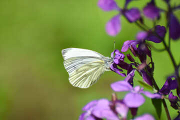 The green-veined white (Pieris napi) butterfly on wildflower. Natural background, big white butterfly on pink flower