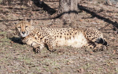 cheetah at the zoo rests and looks at the photographer