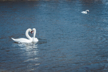 swans on the lake