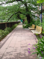 月島川緑の散歩道