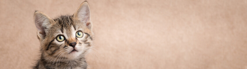 Cute tabby kitten looks attentively at the empty space in the frame with place for text banner