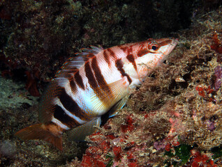 Scuba Diving Malta Gozo Comino