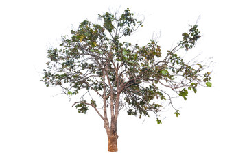 Obraz premium Tree in isolated white background with clipping path.