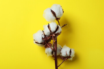 Cotton plant branch on yellow background, close up