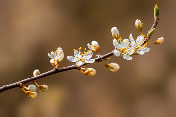 branch with beautiful fresh flowers